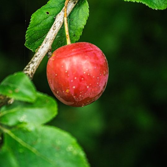 A red apple a red apple, one of your 30 plants a week and also one of your 5 a day